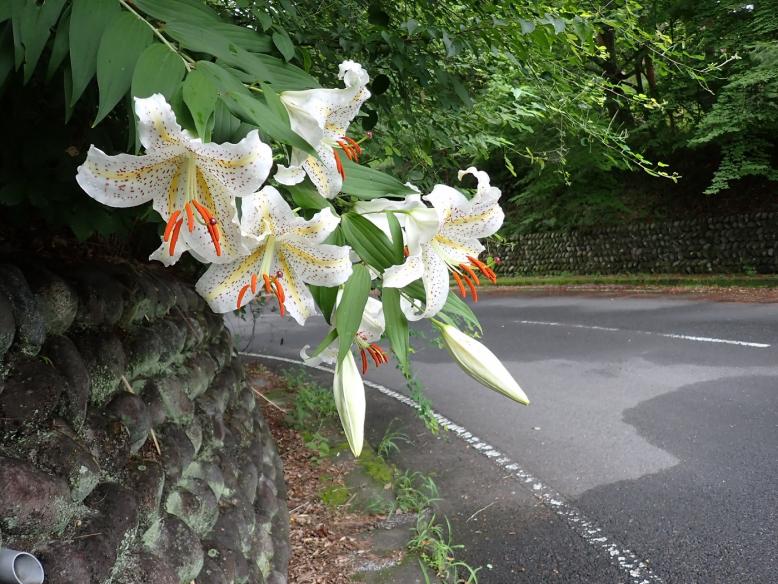 ヤマユリの花