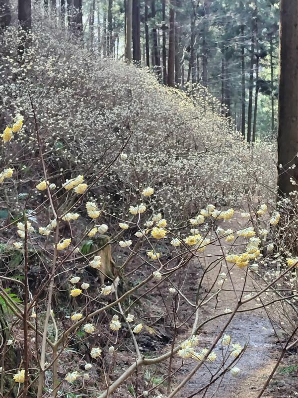 ミツマタの写真