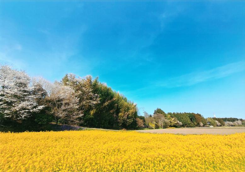 菜の花畑