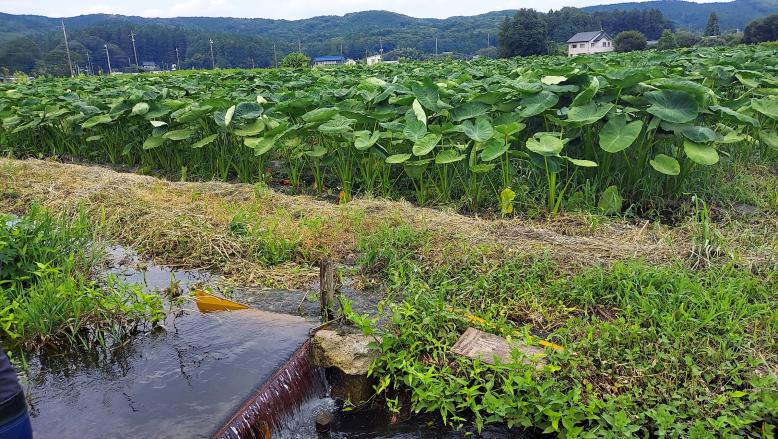 さといものほ場