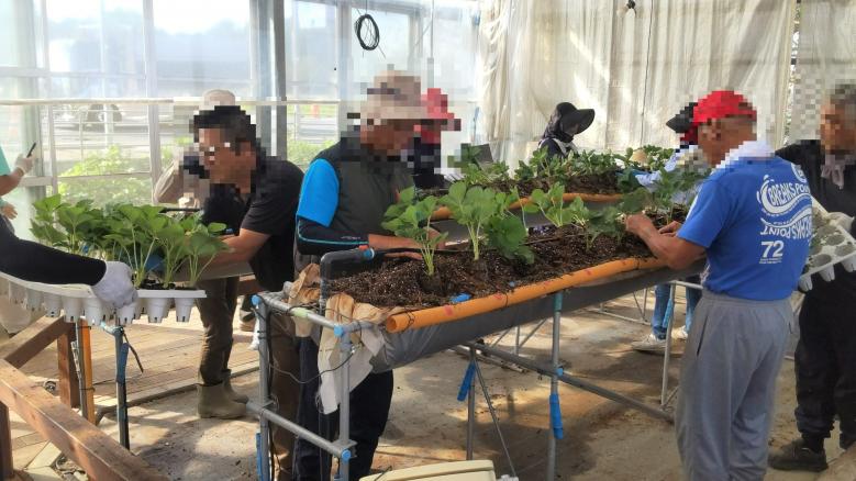 いちご温室定植１