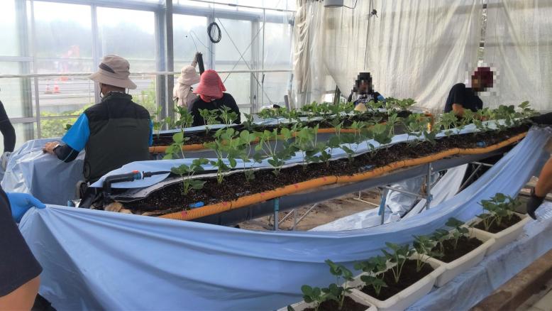 いちご温室定植２