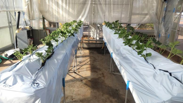 いちご温室定植３