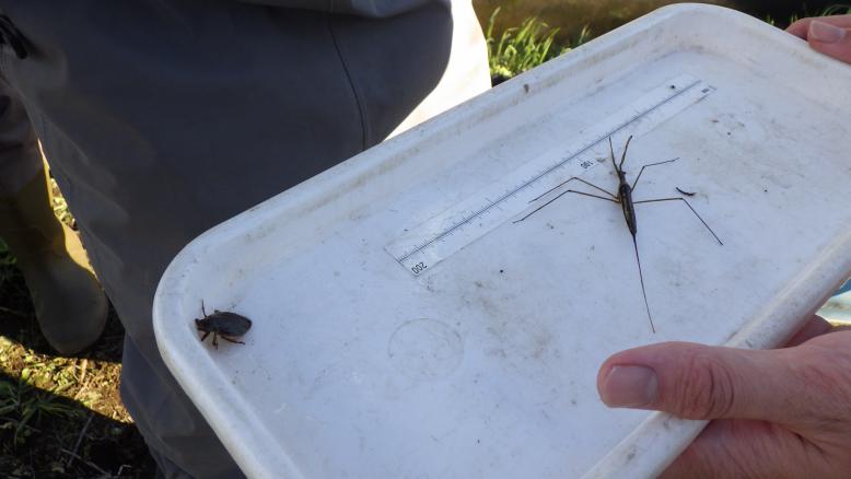 コオイムシと水中カマキリ