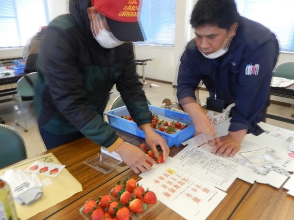 いちごパック詰め体験の様子