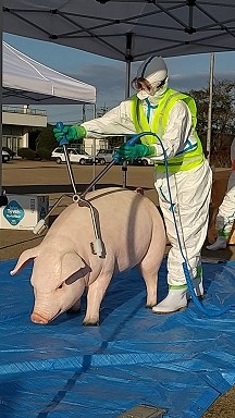 豚の模型を使った殺処分のデモンストレーション