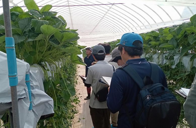 産地調査（ベリーズバトン）