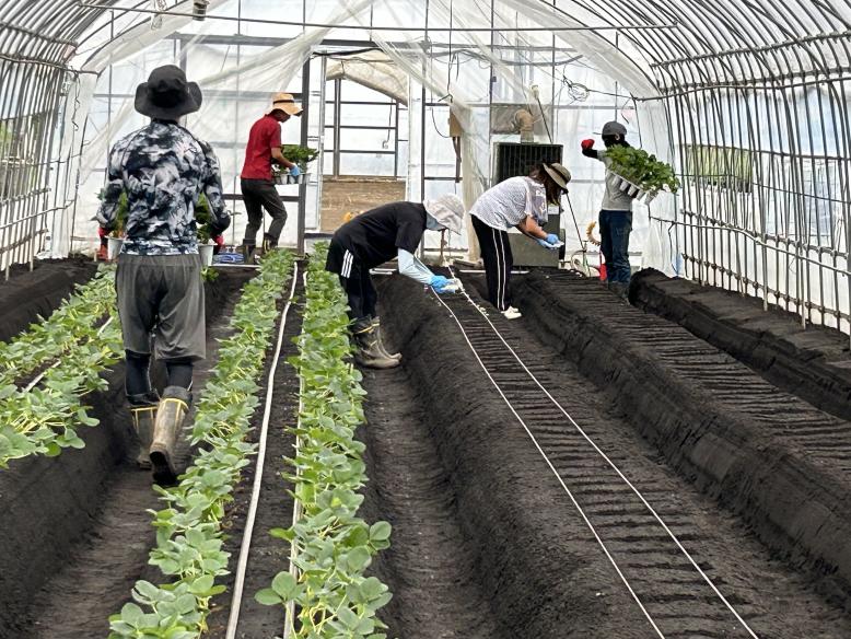 いちご学科の土耕定植