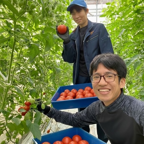 施設野菜チームの写真