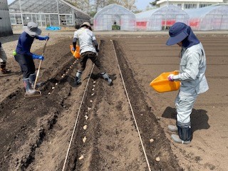 じゃがいも定植