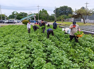 じゃがいも芽欠き