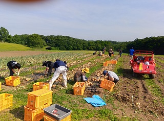 たまねぎ収穫
