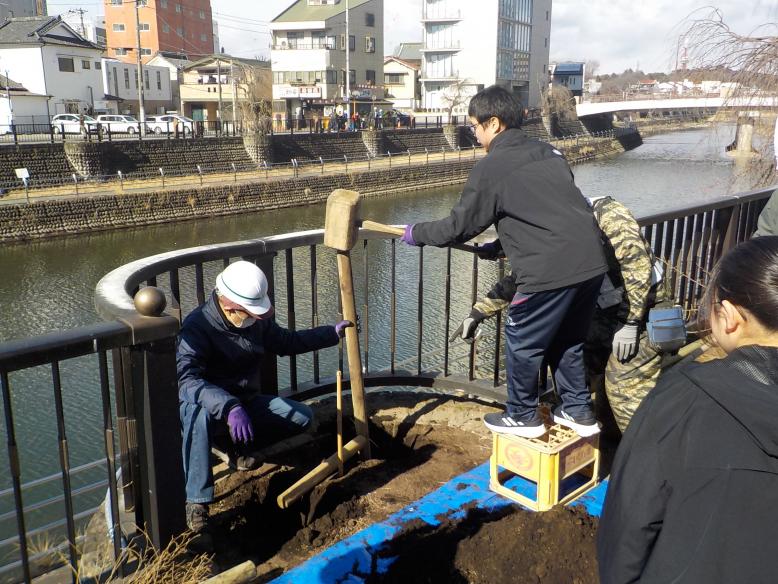 田川シダレザクラ復活祭植樹写真支柱打ち
